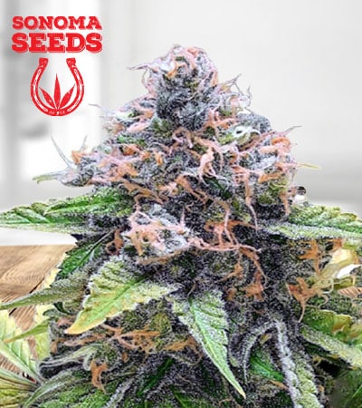 Purple Star Killer Seeds for sale