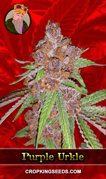 Purple Urkle Seeds for sale