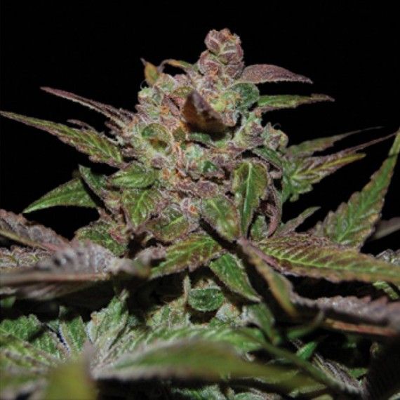 Purple Wreck Seeds for sale