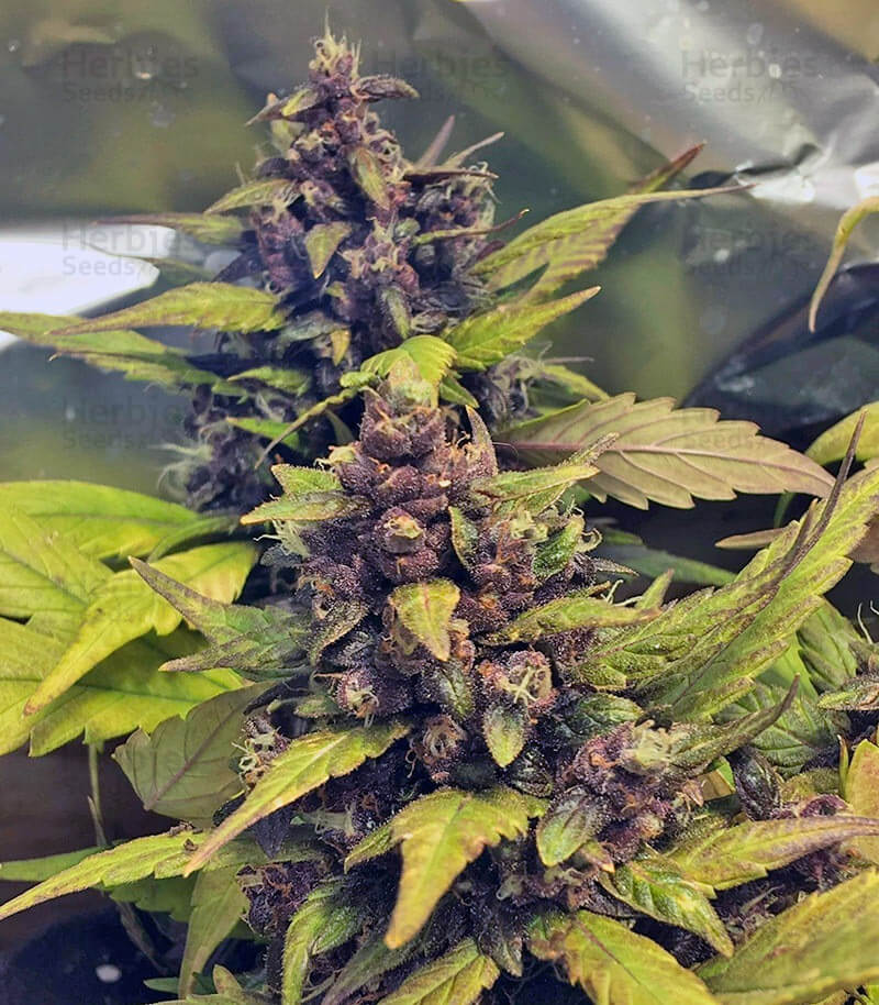 Red Poison Seeds for sale