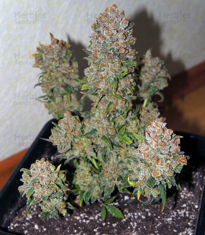 Rhino Ryder Seeds for sale