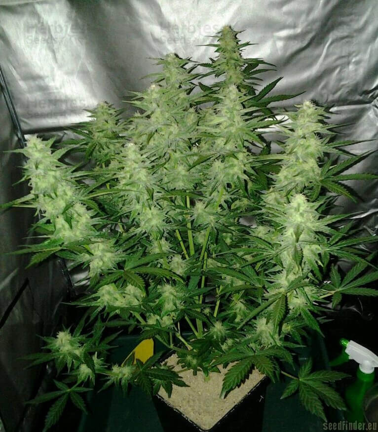 Royal Cheese Seeds for sale