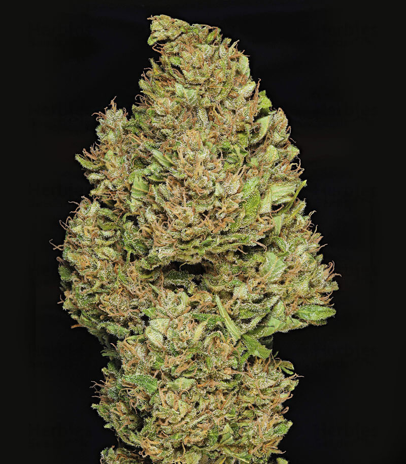 Royal Cookies Seeds for sale