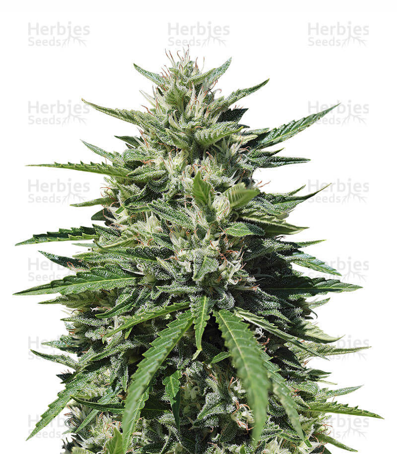 Royal Cookies Seeds for sale