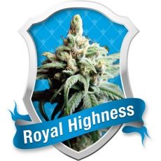 Royal Highness Seeds for sale