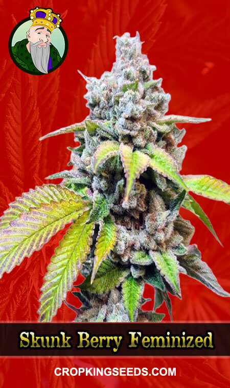 Skunk Berry Seeds for sale