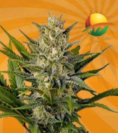 Skunk Seeds for sale