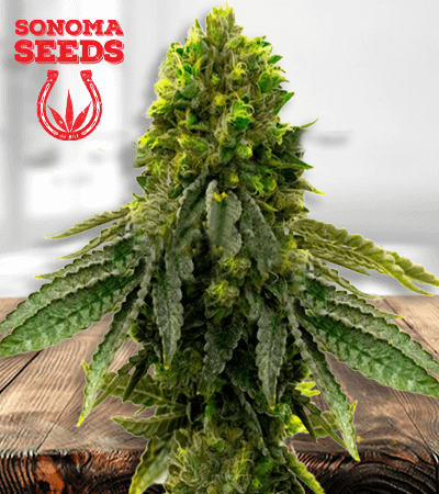 Snow Ripper Seeds for sale
