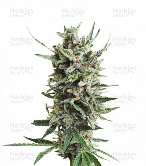 Critical Hog Seeds for sale