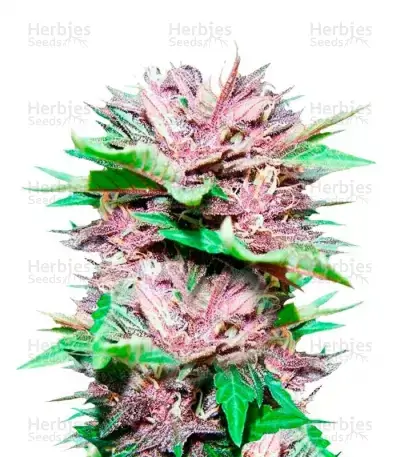 Dark Purple Seeds for sale