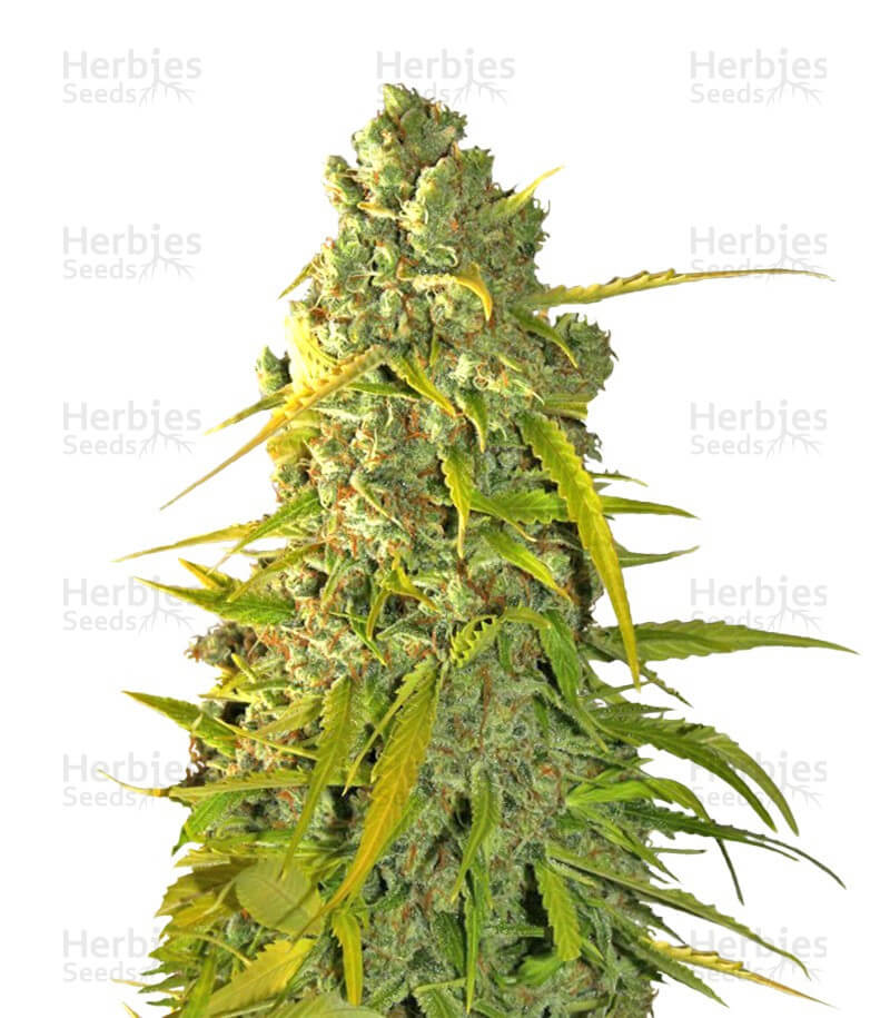 Calamity Jane Seeds for sale