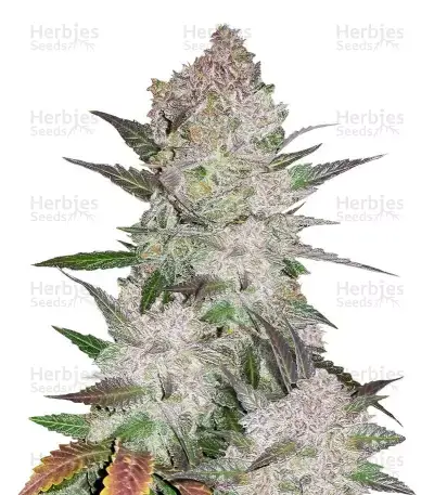 Cream Cookies Seeds for sale