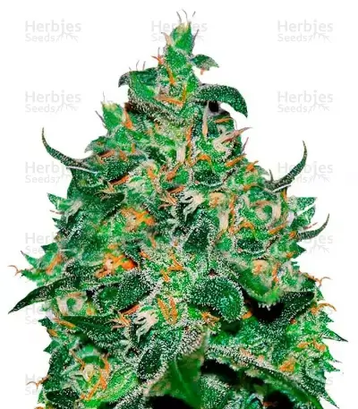 Critical Jack Herer Seeds for sale