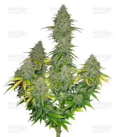 Fast Bud Seeds for sale