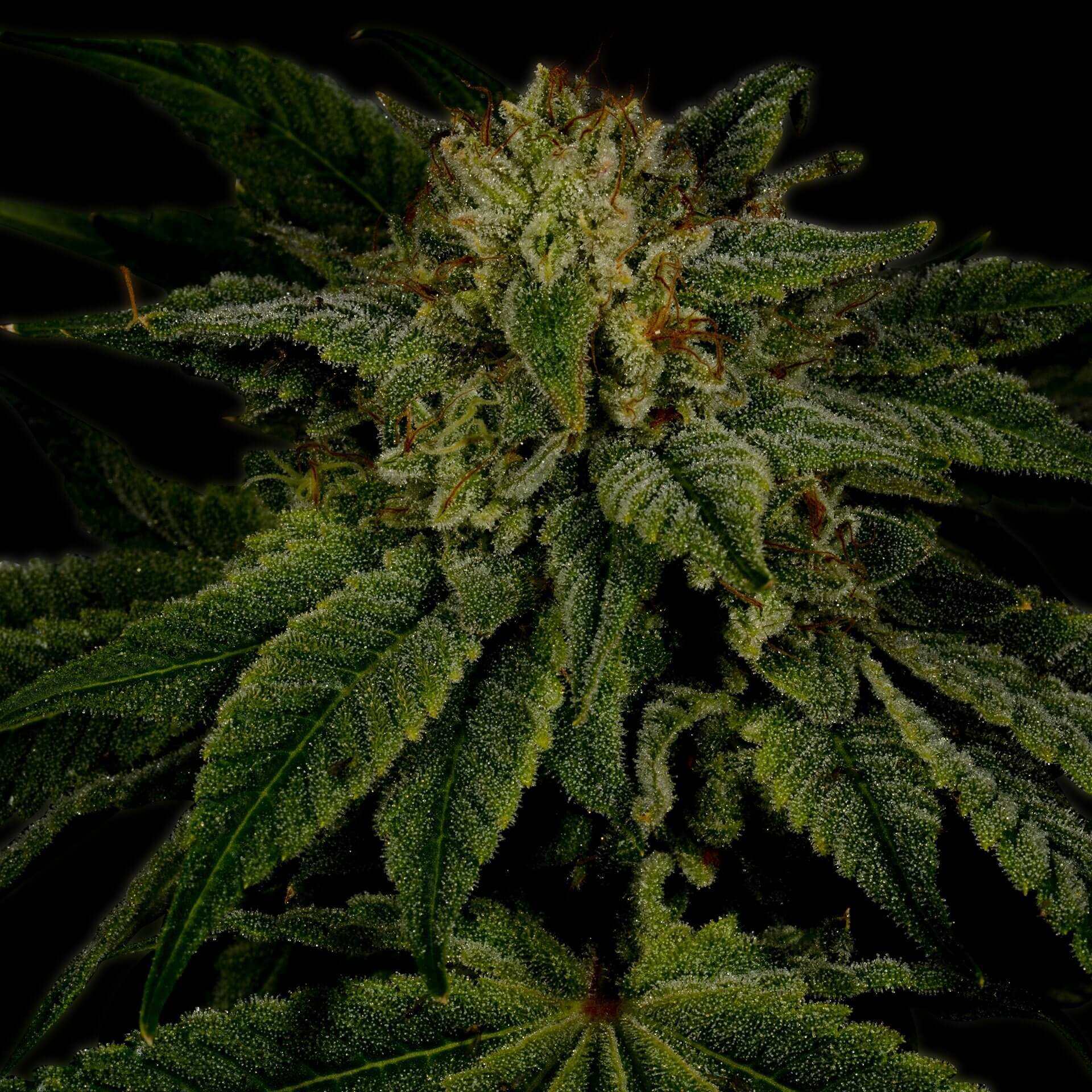 Sour Diesel Seeds for sale