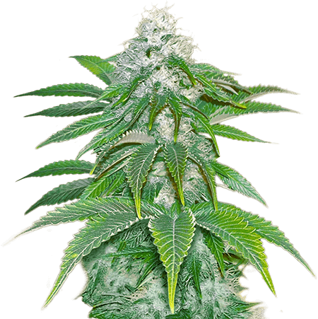 Sour Diesel Seeds for sale