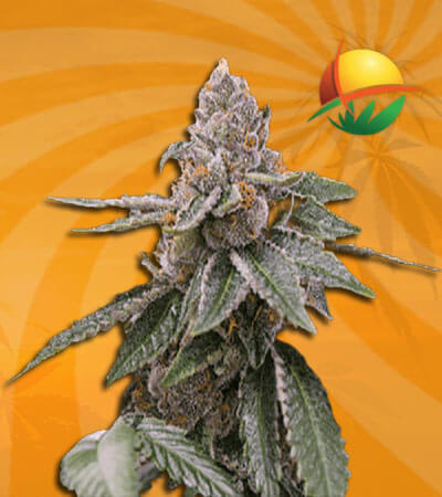 Sour Girl Seeds for sale