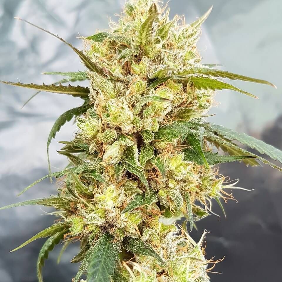 Sour Tangie Seeds for sale