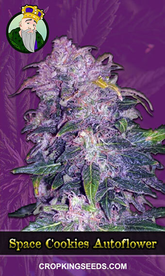 Space Cookies Seeds for sale
