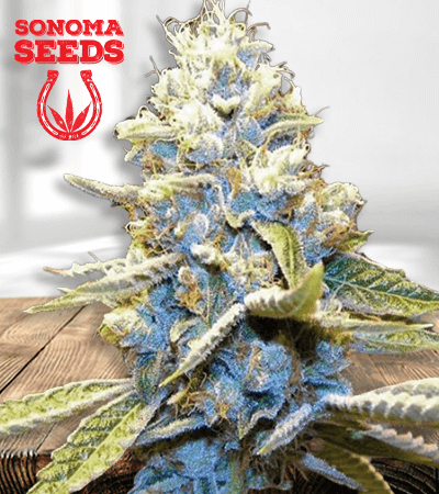 Star Killer Seeds for sale