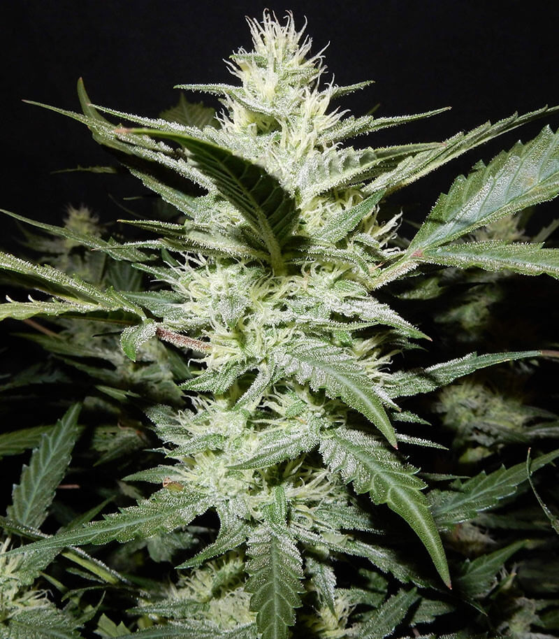 Stardawg Seeds for sale