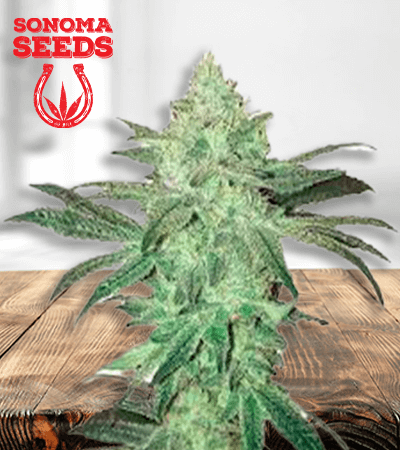 Stardawg Seeds for sale