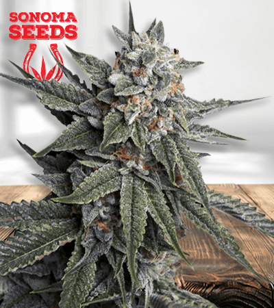 Strawberry Banana Cheese Seeds for sale