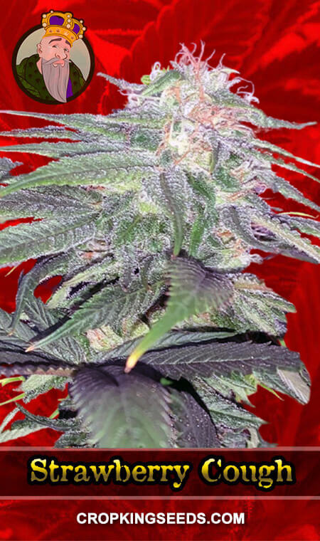Strawberry Cough Seeds for sale