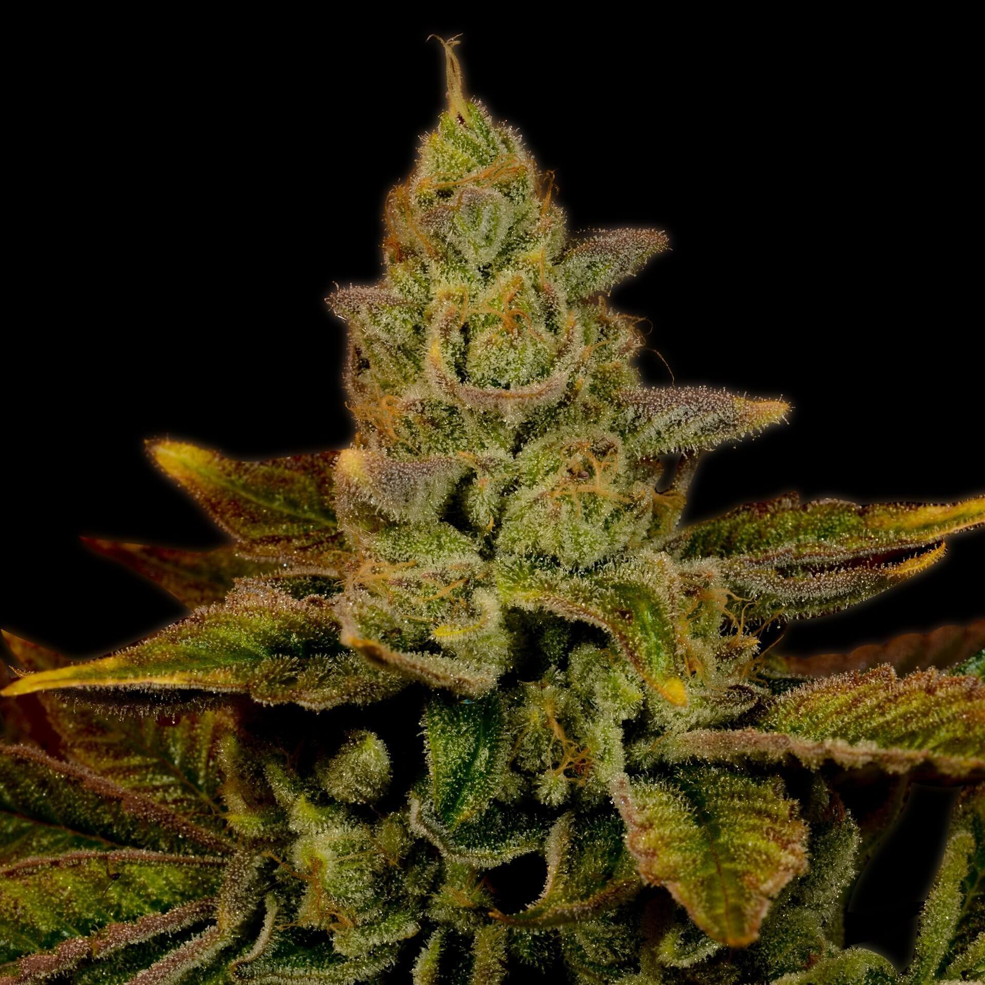 Strawberry Diesel Seeds for sale