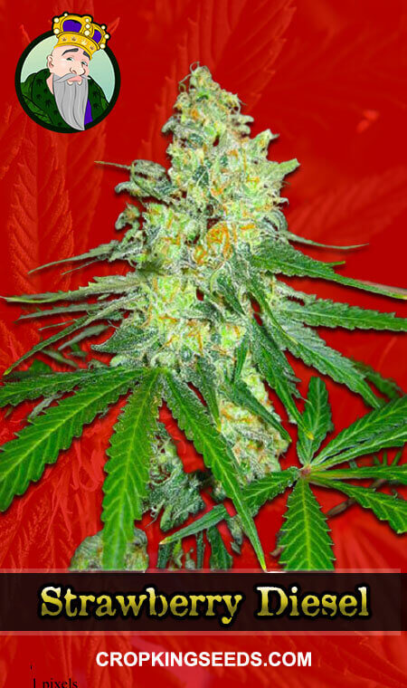 Strawberry Diesel Seeds for sale