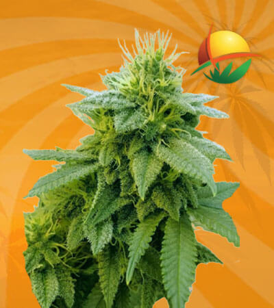 Strawberry Kush Seeds for sale