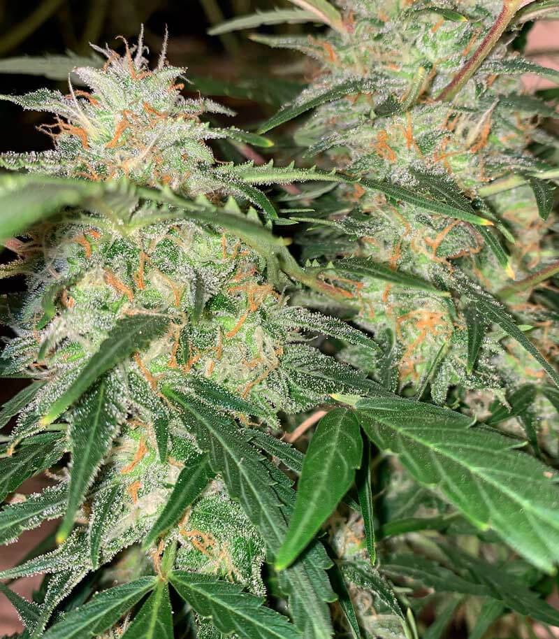 Super Critical Seeds for sale