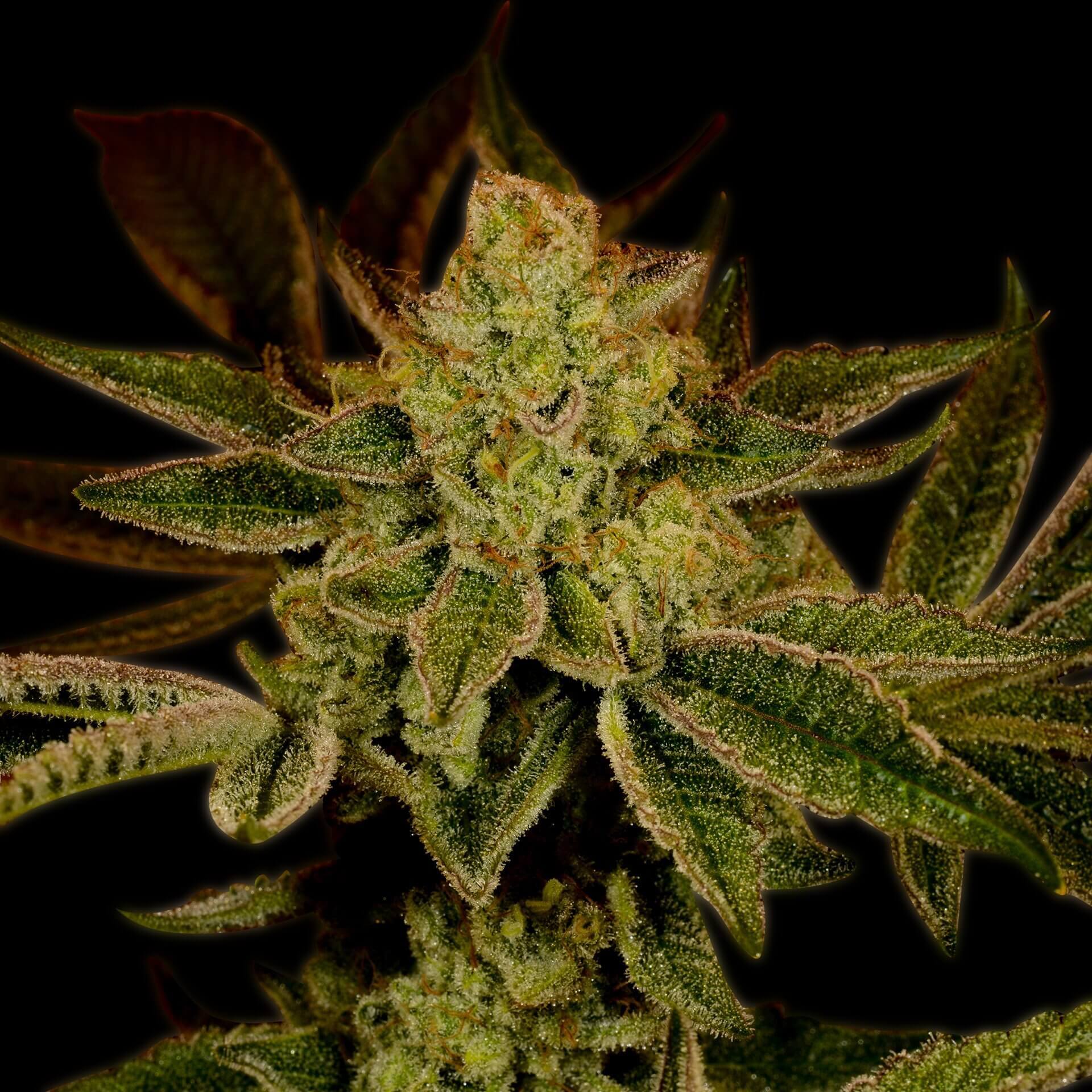 Super Lemon Haze Seeds for sale