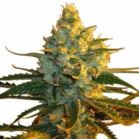 Super Lemon Haze Seeds for sale