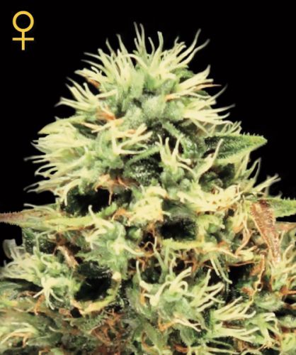 Super Bud Seeds for sale