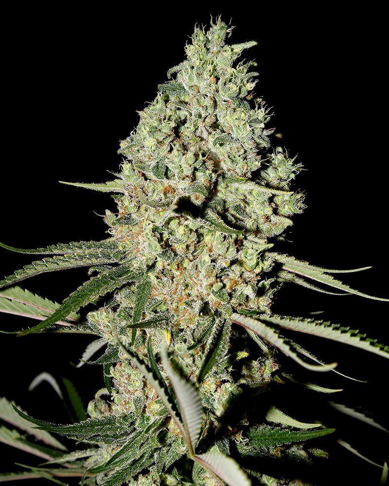 Super Critical Seeds for sale