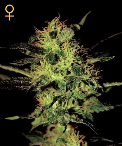 Super Critical Seeds for sale