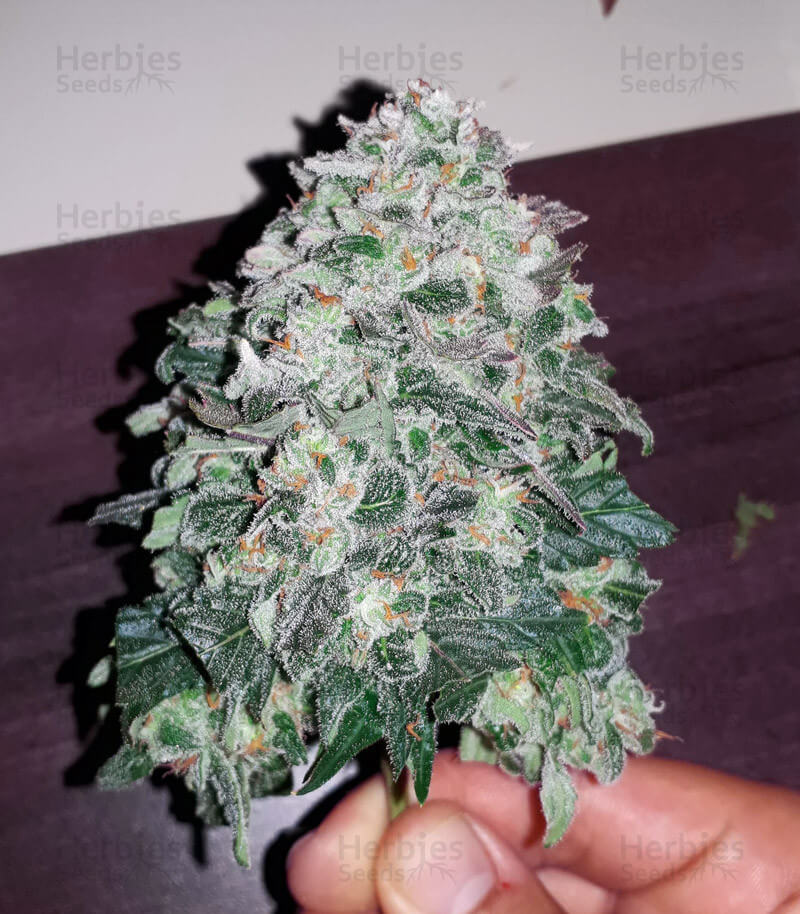 Thc Bomb Seeds for sale