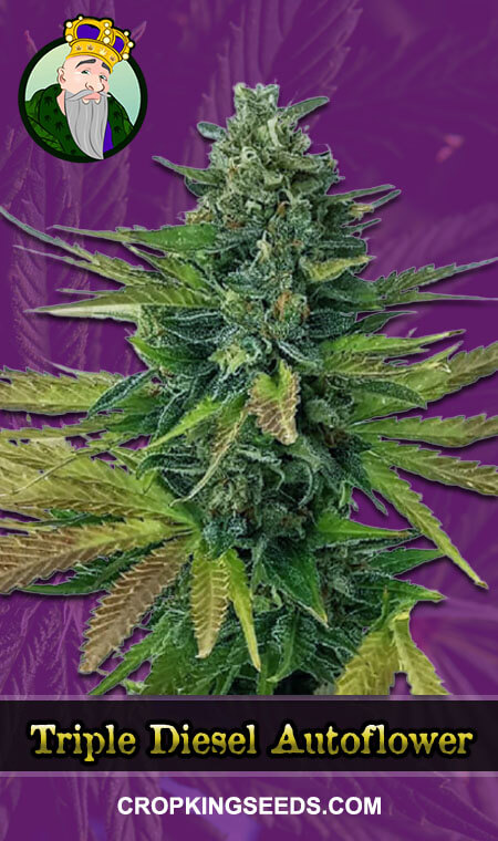 Triple Diesel Seeds for sale