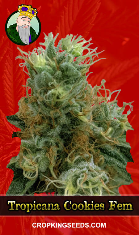 Tropicana Cookies Seeds for sale