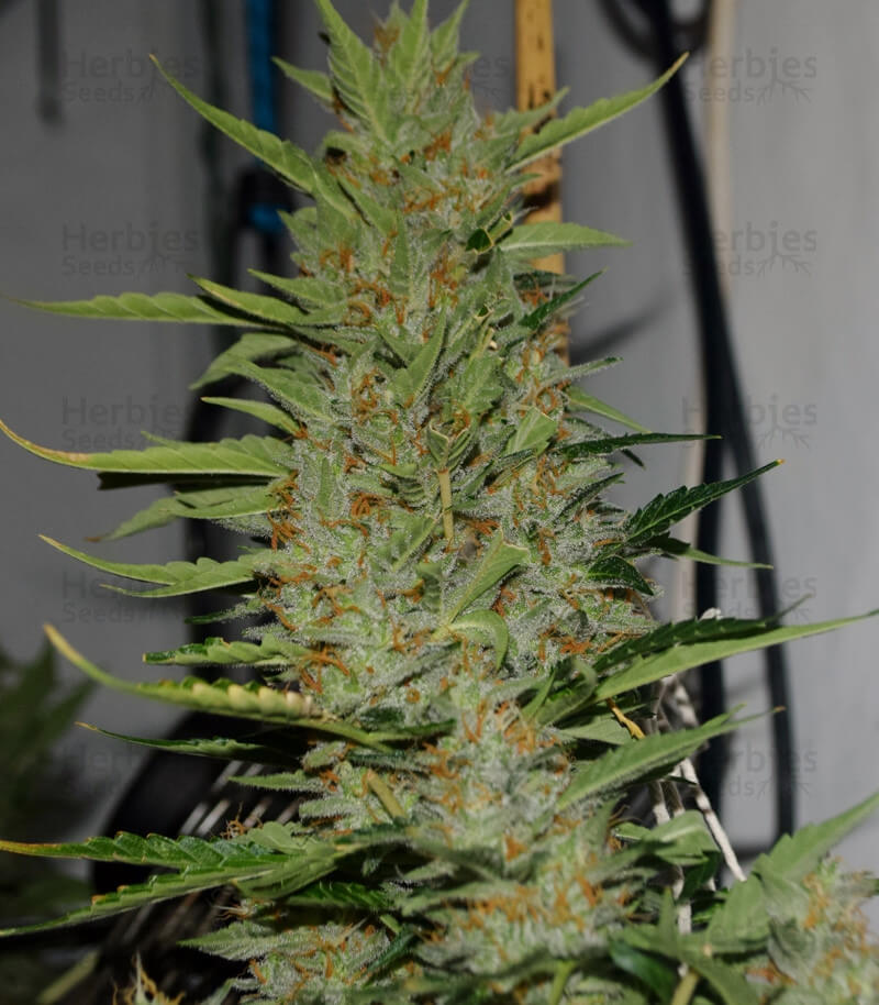 Turbo Bud Seeds for sale