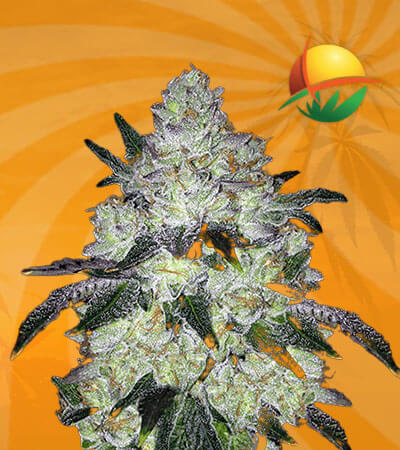White Cookies Seeds for sale