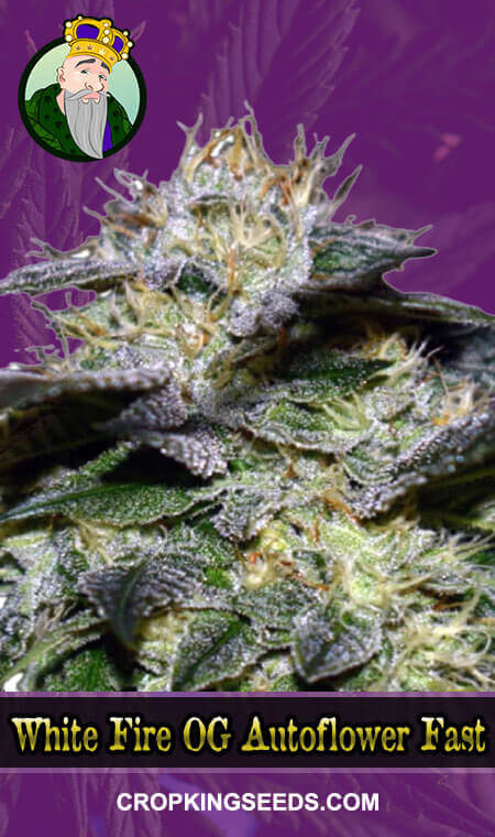 White Fire OG Seeds for sale