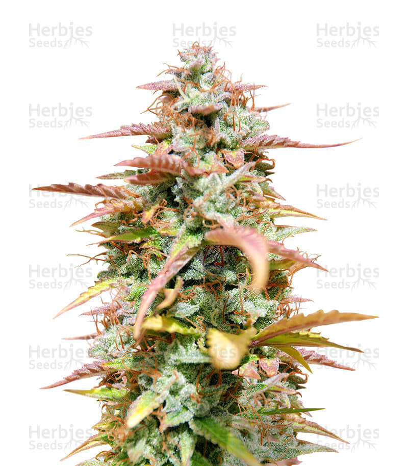 White Haze Seeds for sale