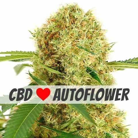 CBD White Widow Seeds for sale