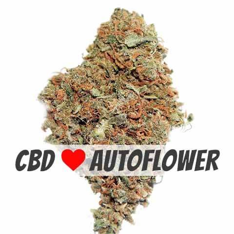 White Widow Cbd Seeds for sale