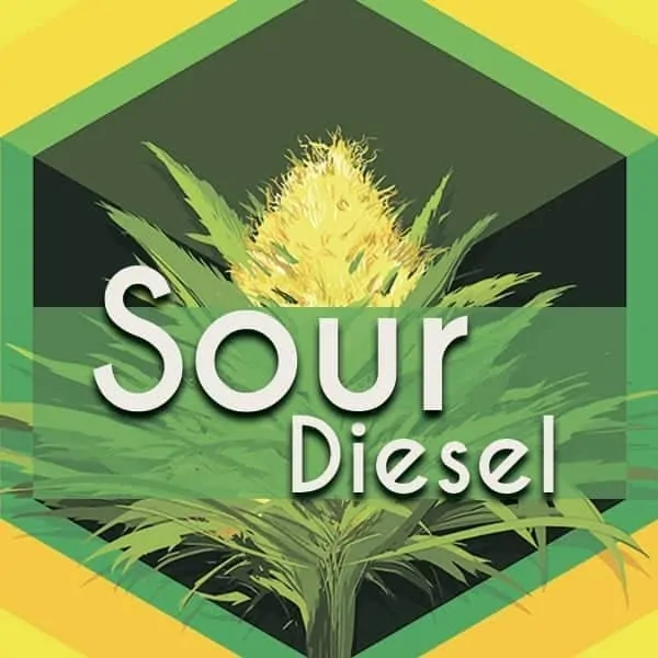 Sour Diesel (Sour Deez, Sour D), AskGrowers