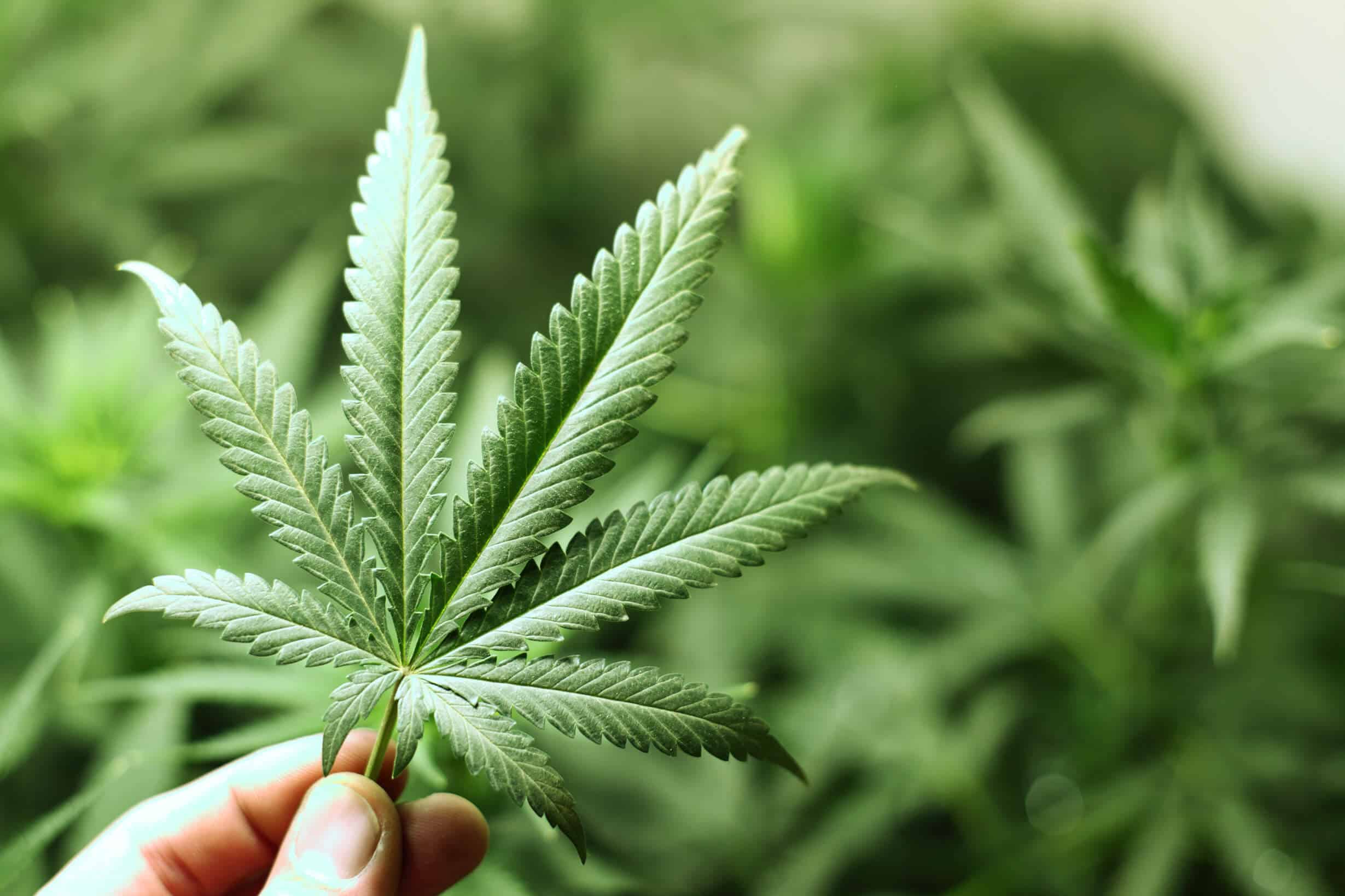 Types Of Weed: Indica, Sativa, Hybrid – Difference Between Marijuana Types, AskGrowers