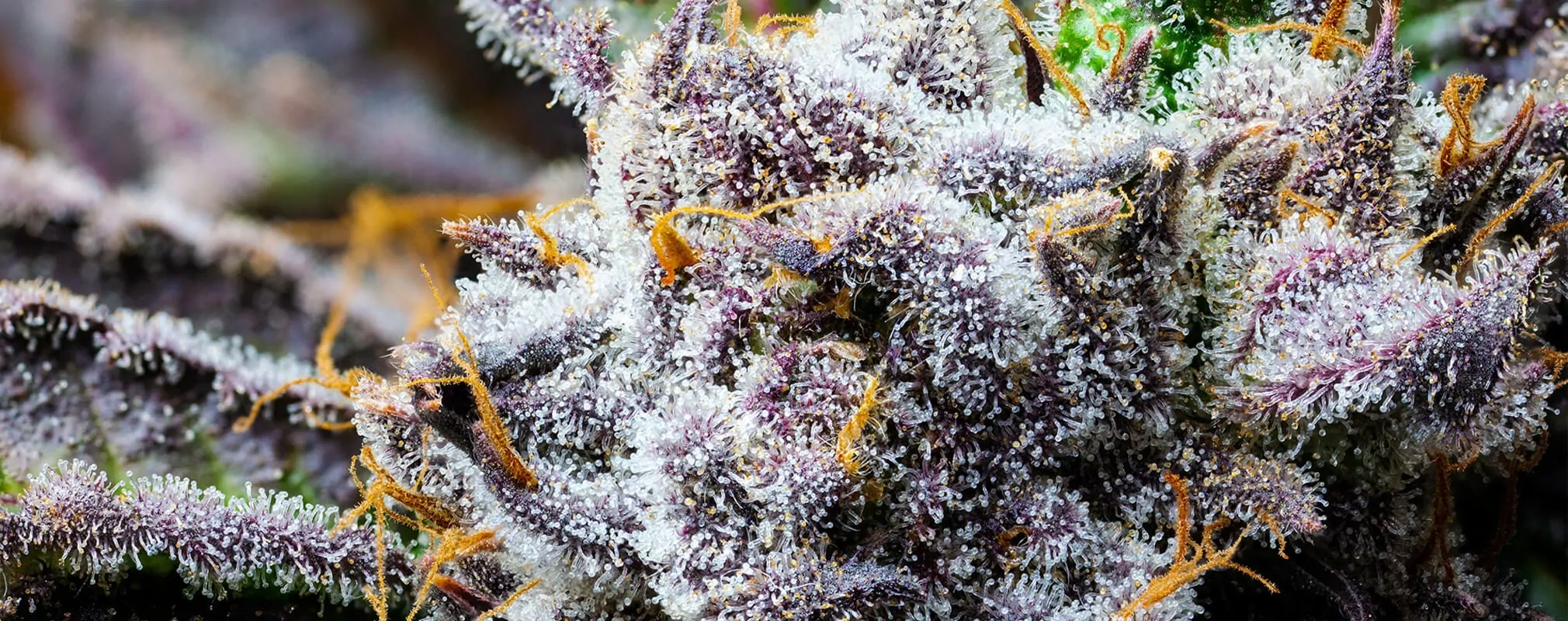 Blueberry Muffin Strain Full Info Reviews Askgrowers