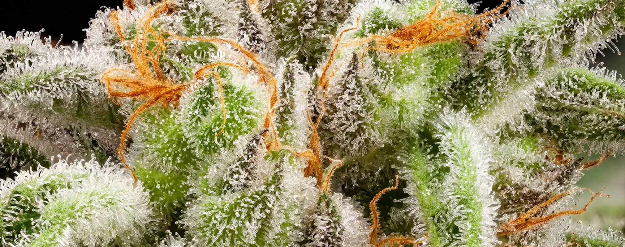 Banana Milk Strain Full Info Reviews Askgrowers